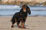 KING CHARLES SPANIEL 067